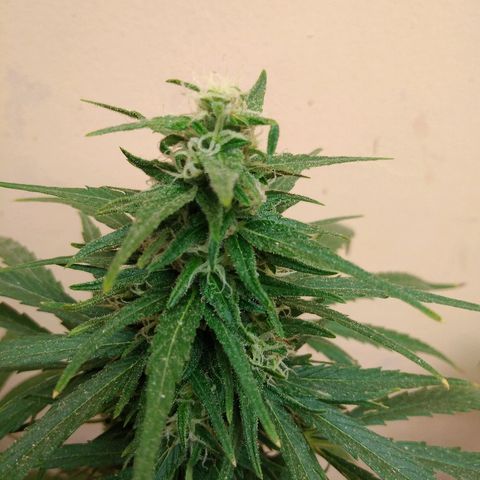 Top growlog timeline photo