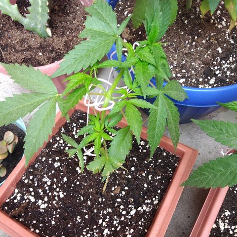 Chizu growlog timeline photo