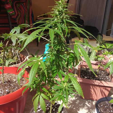 Top growlog timeline photo
