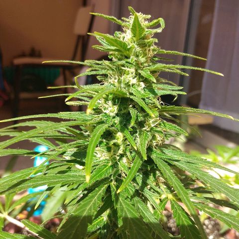Top growlog timeline photo