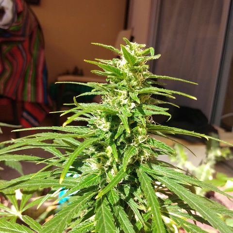 Top growlog timeline photo