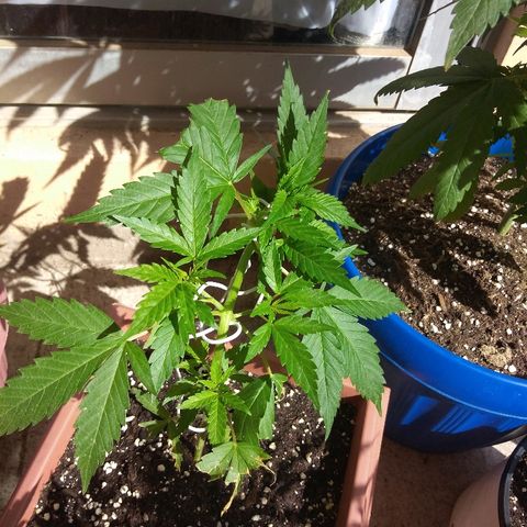 Chizu growlog timeline photo