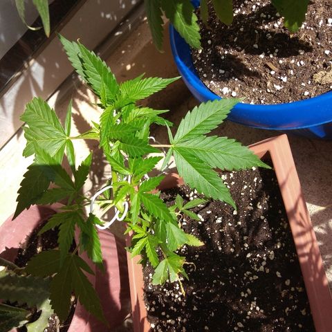 Chizu growlog timeline photo