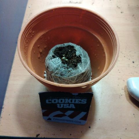 Cookies USA growlog timeline photo
