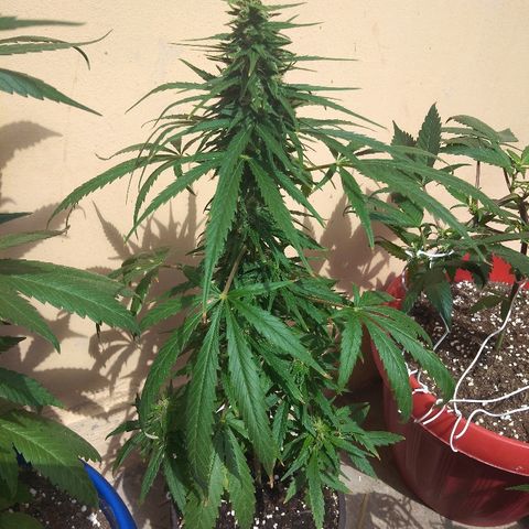 Top growlog timeline photo