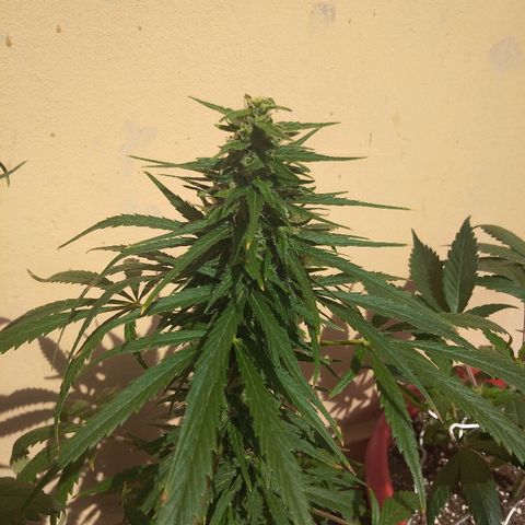 Top growlog timeline photo