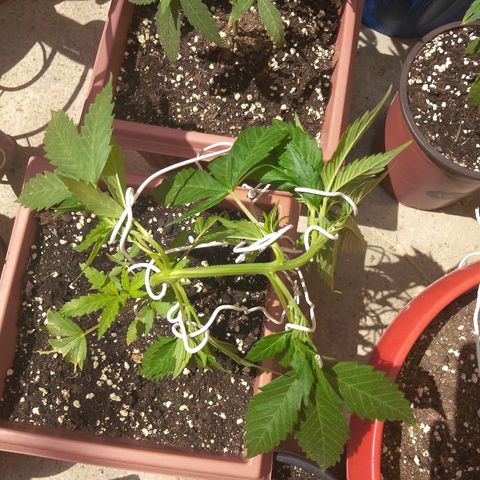 Chizu growlog timeline photo