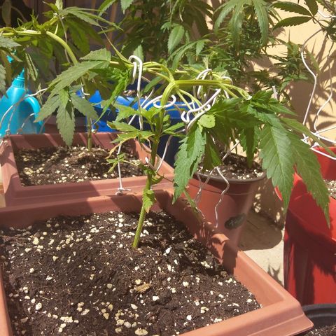 Chizu growlog timeline photo