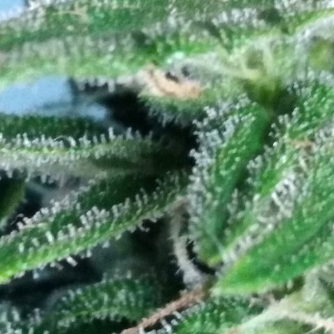 Top growlog timeline photo