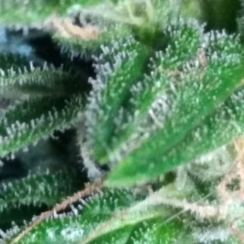 Top growlog timeline photo