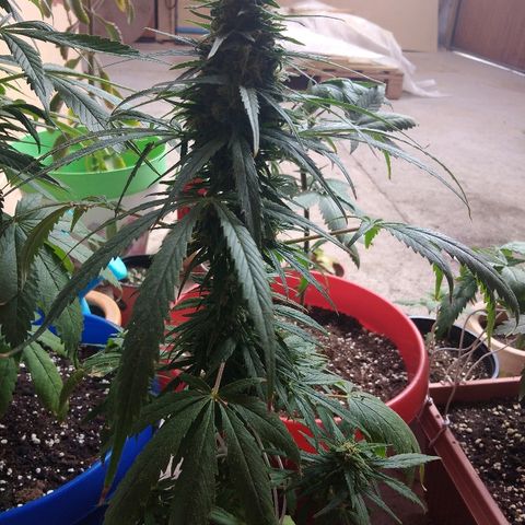 Top growlog timeline photo