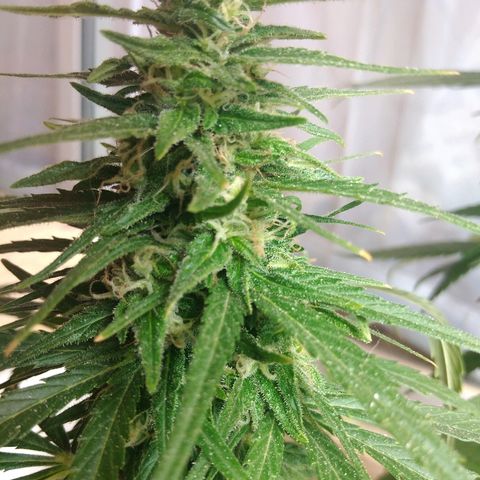 Top growlog timeline photo