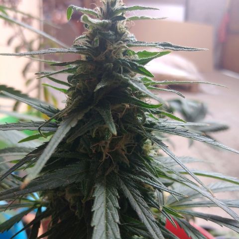 Top growlog timeline photo