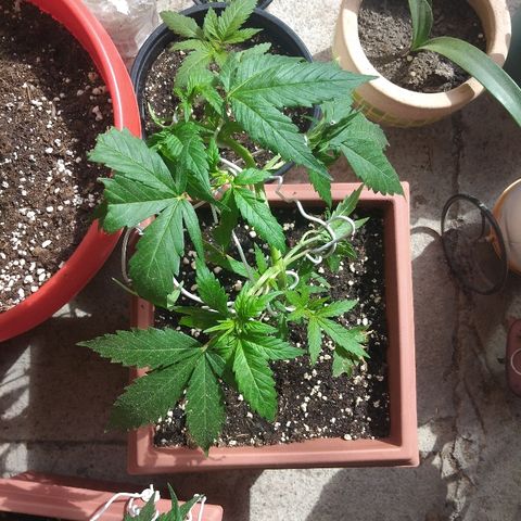 Chizu growlog timeline photo