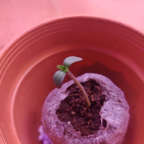 Cookies USA growlog timeline photo
