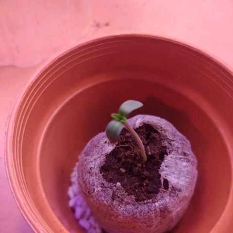 Cookies USA growlog timeline photo