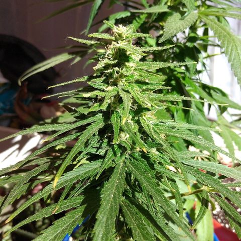 Top growlog timeline photo