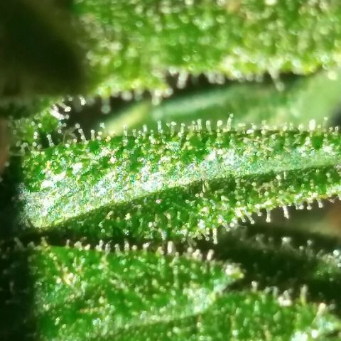 Top growlog timeline photo