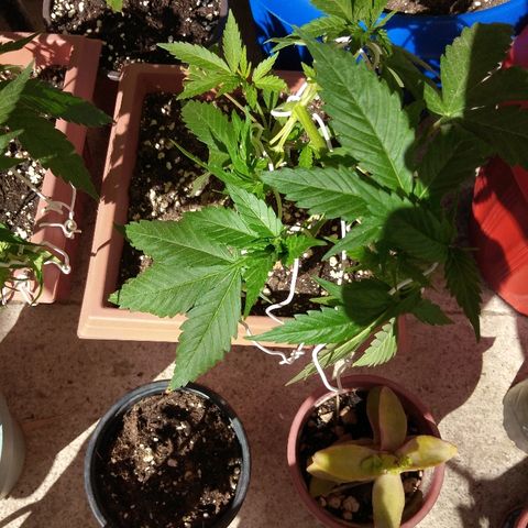 Chizu growlog timeline photo
