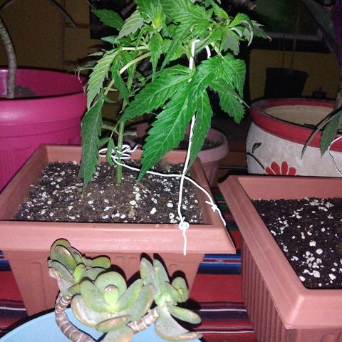 Chizu growlog timeline photo