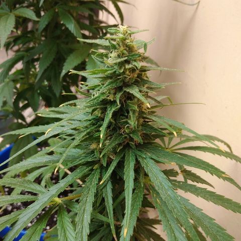 Top growlog timeline photo