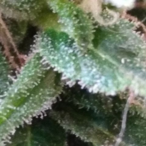 Top growlog timeline photo