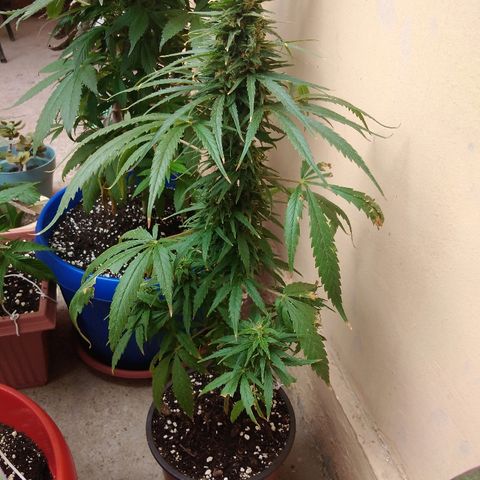 Top growlog timeline photo
