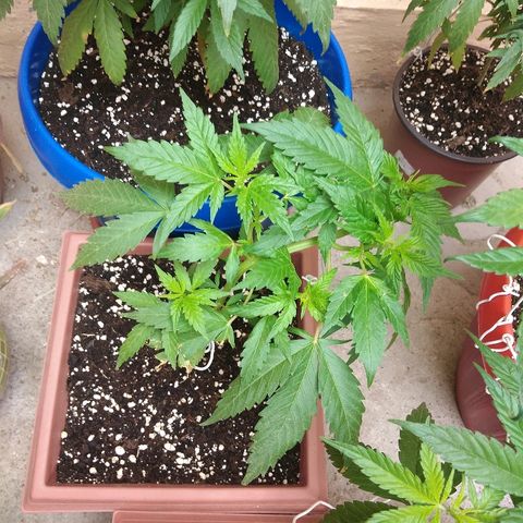 Chizu growlog timeline photo