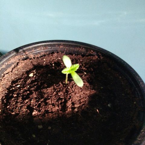 Cookies USA growlog timeline photo