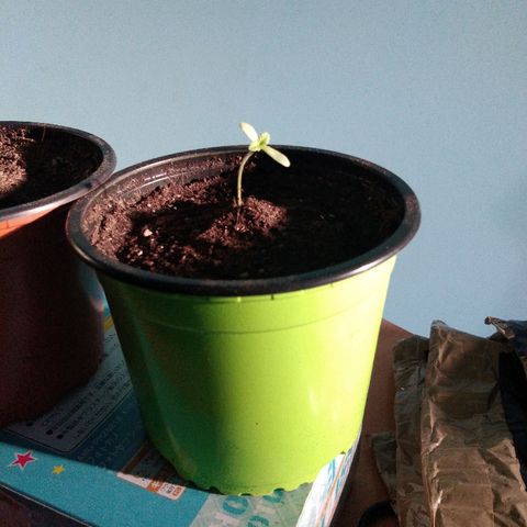 Cookies USA growlog timeline photo