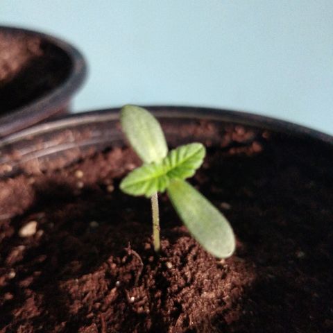 Cookies USA growlog timeline photo