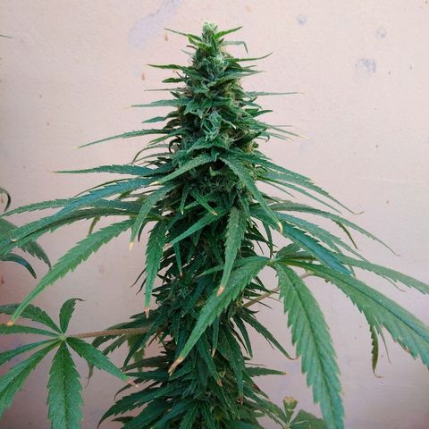 Top growlog timeline photo