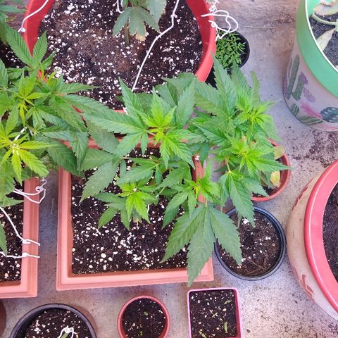 Chizu growlog timeline photo
