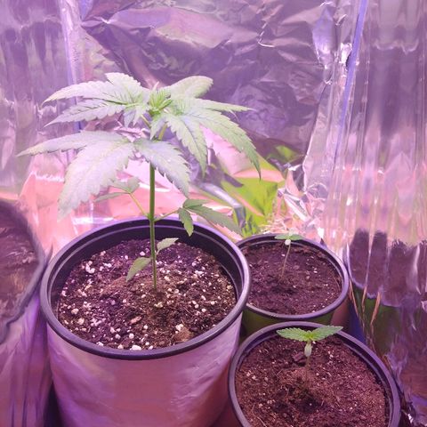 Cookies USA growlog timeline photo
