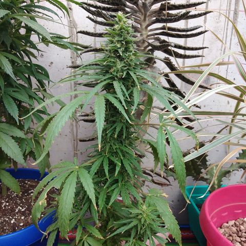 Top growlog timeline photo
