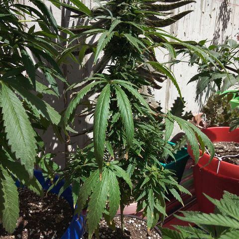 Top growlog timeline photo
