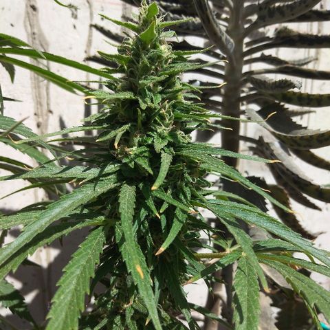Top growlog timeline photo