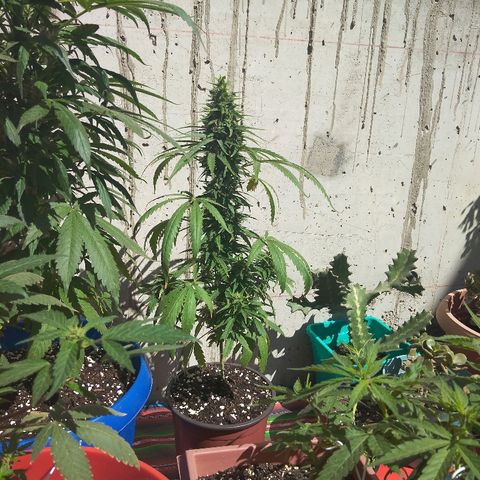 Top growlog timeline photo