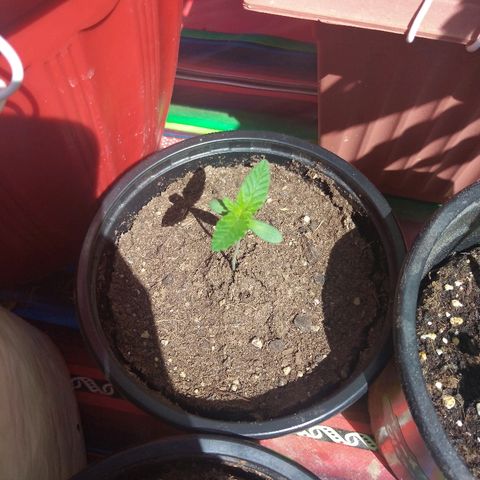 Cookies USA growlog timeline photo