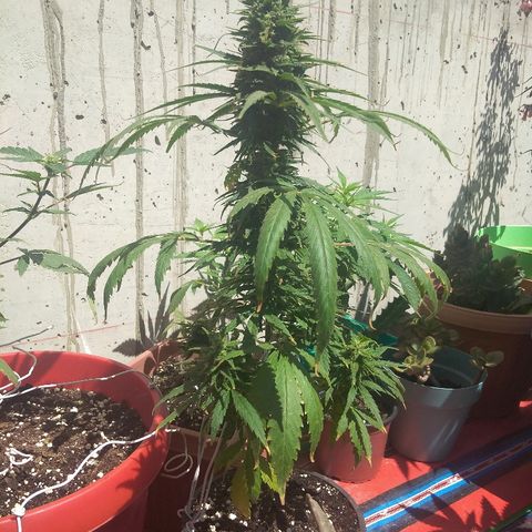 Top growlog timeline photo