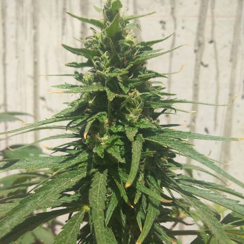 Top growlog timeline photo