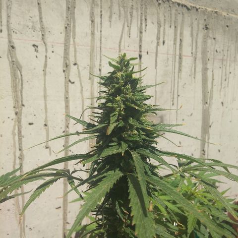 Top growlog timeline photo