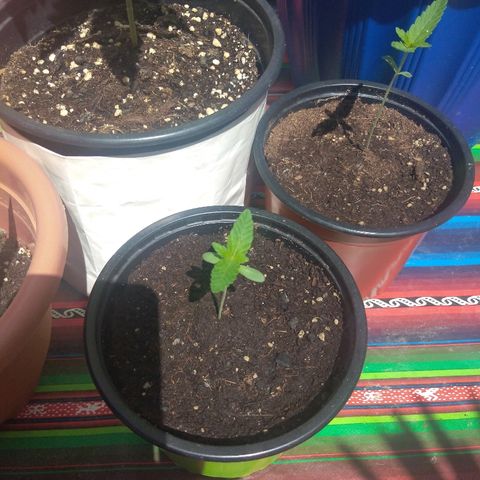Cookies USA growlog timeline photo