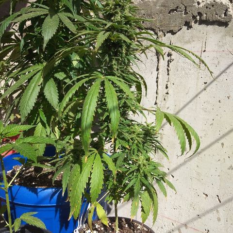 Top growlog timeline photo