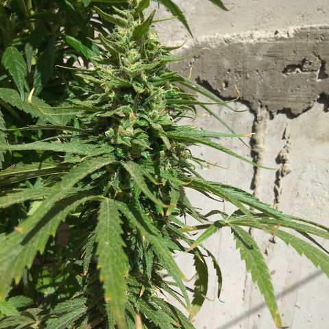 Top growlog timeline photo