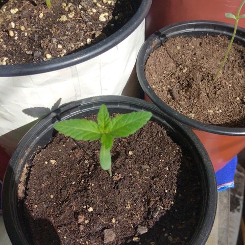 Cookies USA growlog timeline photo