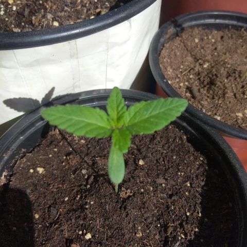 Cookies USA growlog timeline photo