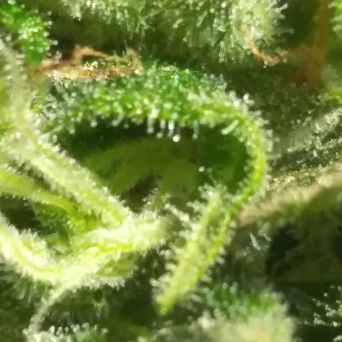 Top growlog timeline photo