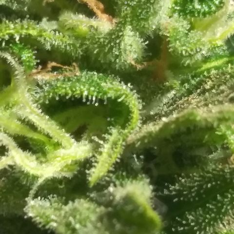 Top growlog timeline photo