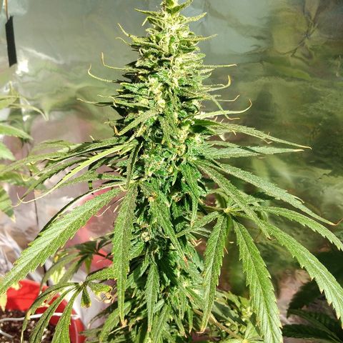 Top growlog timeline photo